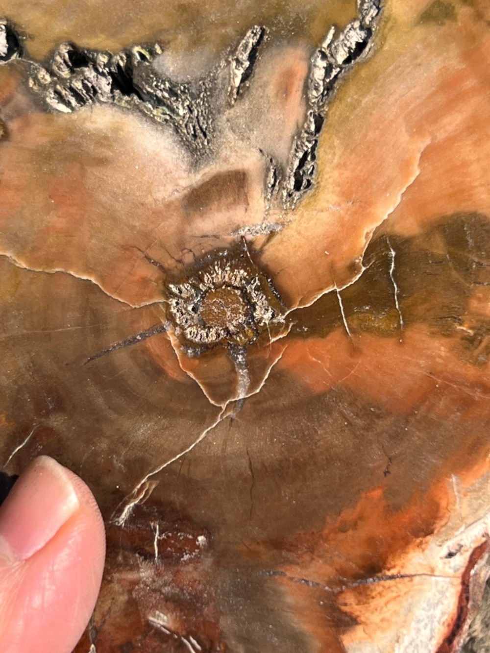 Petrified (10) wood slab with stand | crystal - Picture 11 of 17